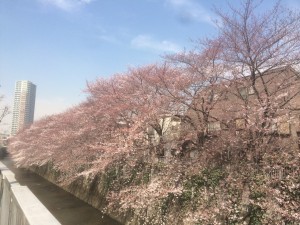 【雑談】お花見＠中野坂上〜東中野の神田川沿い
